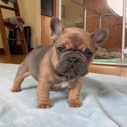 Stella - Blue fawn female French Bulldog puppy in Redway, California from Lost Coast French Bulldogs