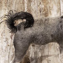 Miniature Schnauzers from Lockwood Schnauzers