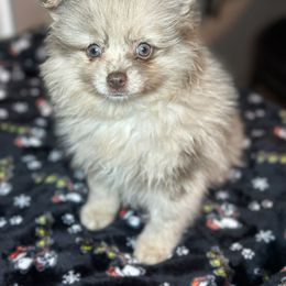 Pomeranian Puppies from Precious Paws by Jai