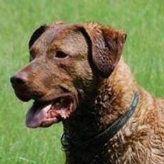 Chesapeake Bay Retrievers from Flying "B" Kennels
