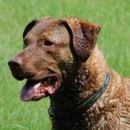 Chesapeake Bay Retrievers from Flying "B" Kennels