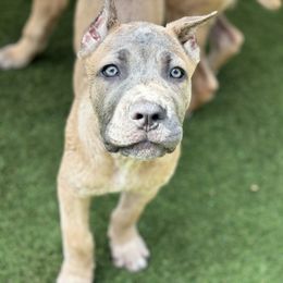 Destiny - Gray female Cane Corso puppy in Dunnellon, Florida from High Royal Kennel