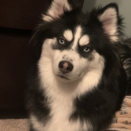 Pomskies from Pomskies Of Central Florida, LLC