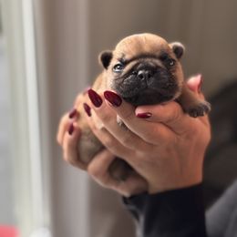Capri - Fawn female French Bulldog puppy in Harrison, New York from Orchard Kennels