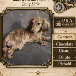 Jax - Dachshund