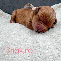 Shakira - Red female Australian Labradoodle puppy in Denton, Texas from Liberty Hill Labradoodles