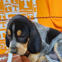 Bluetick Coonhound and Labrador Retriever Puppies from Five Oaks Retreat