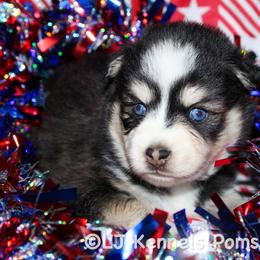 Lionel - Black and white male Pomsky puppy in Centerville, Iowa from LJ Kennels Pomskies, LLC