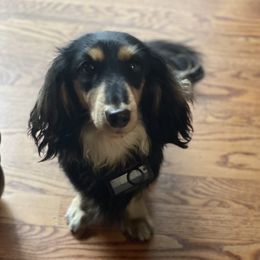 Diva - Dachshund