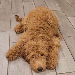 Simba - Goldendoodle puppy from Adonai's Creation Doodles
