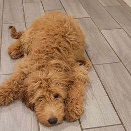 Simba - Goldendoodle puppy from Adonai's Creation Doodles