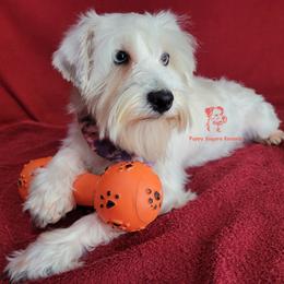 Princess - Miniature Schnauzer