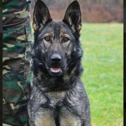 Carla - German Shepherd