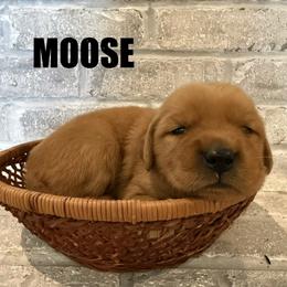 Golden Retriever Puppies from Teton View Golden Retrievers