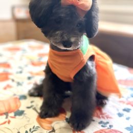 Wednesday - Silver female Poodle puppy in Fontana, California from Olive Grove Poodles