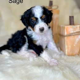 Bernedoodle Puppies from Mountain Ridge Bernedoodles