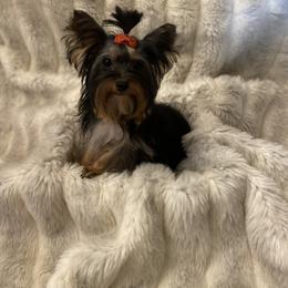 Yorkshire Terrier All Grown Up from Akc Quality Yorkies