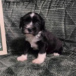 Nitro - Black and white male Tibetan Terrier puppy in Lane County, Oregon from Zara Tibetan Terriers