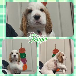 Idget - Lemon and white male English Springer Spaniel puppy in Westover, Maryland from Sterling's springer Haven