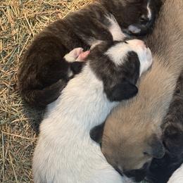 Great Pyrenees, Mastiff, and Pug Puppies from Pam’s Perfect Pugs