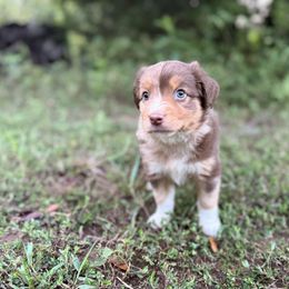 Ivy - Red merle female Miniature Australian Shepherd puppy in Natural Dam, Arkansas from Natural State Aussies