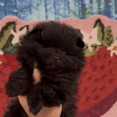 Chanel - Black female Pomeranian puppy in Visalia, California from Exotic_fresita_poms