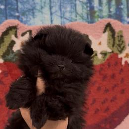 Chanel - Black female Pomeranian puppy in Visalia, California from Exotic_fresita_poms
