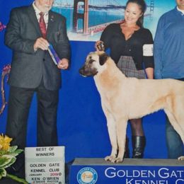 Bella - Anatolian Shepherd Dog