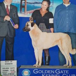 Bella - Anatolian Shepherd Dog
