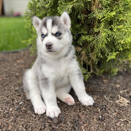Siberian Husky Puppies from PNWHuskies