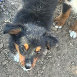 Salem - Black tri female Toy Australian Shepherd puppy in Amarillo, Texas from Duclops Ranch Aussies