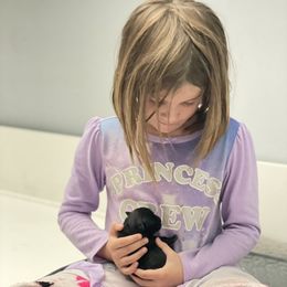 Scottish Terrier Puppies from Heart of America Scotties