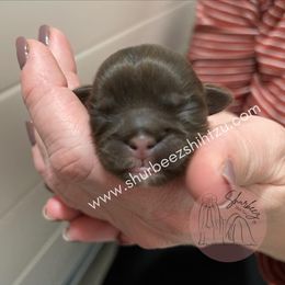 Shih Tzu Puppies from Shurbeez Shih Tzu