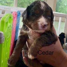 Ultra Cedar - Blue merle male Bernedoodle puppy in Campbellsville, Kentucky from Blue Belle Hills Bernedoodles