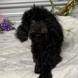 AKC Birdie - Black female Poodle puppy in Elgin, South Carolina from Silver Bells Paw Prints