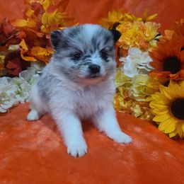 Stormy - Blue parti male Pomeranian puppy in Longview, Washington from Mckee's Pomeranians
