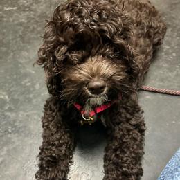 Edwidge, FOREVER EDDIE - Brown and white female Cockapoo puppy in Lillington, North Carolina from Peace, Love, and Puppies at the Creek