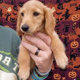 Cream Akc girl - Cream female Dachshund puppy in Madisonville, Tennessee from LaRose Farm & Kennels