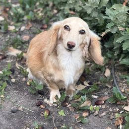 Jules - Dachshund