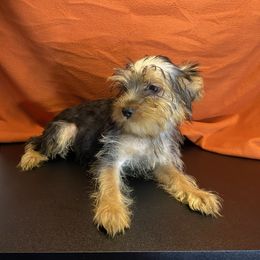 Girl 5 - Blue and gold female Yorkshire Terrier puppy in Marion, Indiana from Thomas Terriers