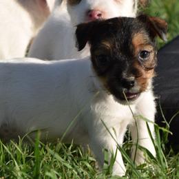 Portia - Brown and white female Jack Russell Terrier puppy in Menifee, California from Wendover Terriers