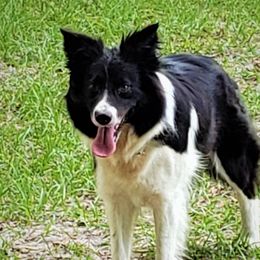 Ki - Border Collie