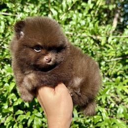 Pomeranian Puppies from Divine Poms