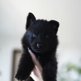 Havoc - Black male German Shepherd puppy in Coarsegold, California from Yosemite Shepherds