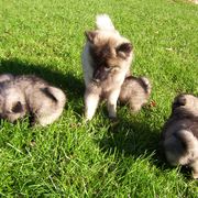 Keeshond Puppies from Keeshond Country Paradise
