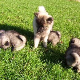 Keeshond Puppies from Keeshond Country Paradise