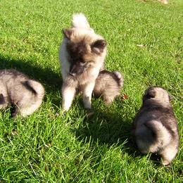 Keeshond Puppies from Keeshond Country Paradise