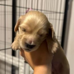 TeddyCream boy 1 - Cream male Dachshund puppy in Casselberry, Florida from Amore Mini Dachshund Breeders & More