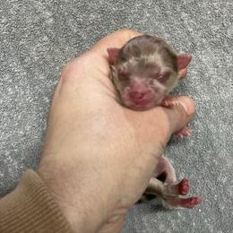Dubai - Chocolate merle female Pomeranian puppy in Franklin, North Carolina from A&J Cutie Pawtooties