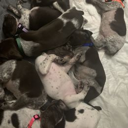 German Shorthaired Pointer Puppies from Briar Creek Kennels